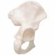 3B Scientific A35-5 Hip Bone - 3B Smart Anatomy