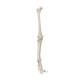 3B Scientific A35 Leg Skeleton with Foot - 3B Smart Anatomy