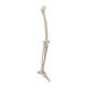 3B Scientific A35 Leg Skeleton with Foot - 3B Smart Anatomy