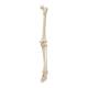 3B Scientific A35 Leg Skeleton with Foot - 3B Smart Anatomy