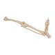 3B Scientific A35 Leg Skeleton with Foot - 3B Smart Anatomy