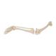 3B Scientific A35 Leg Skeleton with Foot - 3B Smart Anatomy
