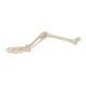 3B Scientific A35 Leg Skeleton with Foot - 3B Smart Anatomy