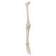 Leg Skeleton with Foot - 3B Smart Anatomy