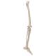 3B Scientific A35 Leg Skeleton with Foot - 3B Smart Anatomy