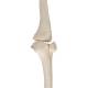 3B Scientific A35 Leg Skeleton with Foot - 3B Smart Anatomy