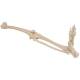 3B Scientific A35 Leg Skeleton with Foot - 3B Smart Anatomy