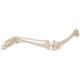 3B Scientific A35 Leg Skeleton with Foot - 3B Smart Anatomy