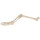 3B Scientific A35 Leg Skeleton with Foot - 3B Smart Anatomy