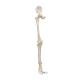 3B Scientific A36 Human Leg Skeleton Model with Hip Bone - 3B Smart Anatomy