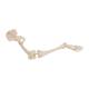 3B Scientific A36 Human Leg Skeleton Model with Hip Bone - 3B Smart Anatomy
