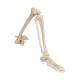 3B Scientific A36 Human Leg Skeleton Model with Hip Bone - 3B Smart Anatomy