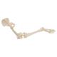 3B Scientific A36 Human Leg Skeleton Model with Hip Bone - 3B Smart Anatomy