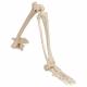 3B Scientific A36 Human Leg Skeleton Model with Hip Bone - 3B Smart Anatomy