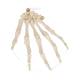 3B Scientific A40/2 Hand Skeleton Loosely Threaded on Nylon