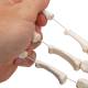 3B Scientific A40/2 Hand Skeleton Loosely Threaded on Nylon