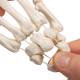 3B Scientific A40/2 Hand Skeleton Loosely Threaded on Nylon