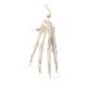 3B Scientific A40/2 Hand Skeleton Loosely Threaded on Nylon