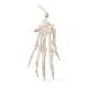 3B Scientific A40/2 Hand Skeleton Loosely Threaded on Nylon