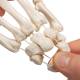 3B Scientific A40-2 Human Hand Skeleton Loosely Threaded on Nylon - 3B Smart Anatomy