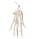 3B Scientific A40-2 Human Hand Skeleton Loosely Threaded on Nylon - 3B Smart Anatomy