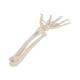 3B Scientific A40/3 Loose Hand Skeleton with Portions of Ulna and Radius