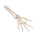 3B Scientific A40/3 Loose Hand Skeleton with Portions of Ulna and Radius