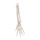 3B Scientific A40/3 Loose Hand Skeleton with Portions of Ulna and Radius