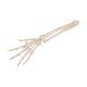 3B Scientific A40/3 Loose Hand Skeleton with Portions of Ulna and Radius