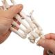 3B Scientific A40/3 Loose Hand Skeleton with Portions of Ulna and Radius
