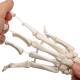 3B Scientific A40/3 Loose Hand Skeleton with Portions of Ulna and Radius