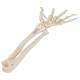 3B Scientific A40-3 Human Hand Skeleton Model with Ulna Radius Elastic Mounted String 3B Smart Anatomy