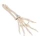 3B Scientific A40-3 Human Hand Skeleton Model with Ulna Radius Elastic Mounted String 3B Smart Anatomy