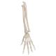 3B Scientific A40-3 Human Hand Skeleton Model with Ulna Radius Elastic Mounted String 3B Smart Anatomy