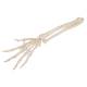 3B Scientific A40-3 Human Hand Skeleton Model with Ulna Radius Elastic Mounted String 3B Smart Anatomy