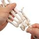 3B Scientific A40-3 Human Hand Skeleton Model with Ulna Radius Elastic Mounted String 3B Smart Anatomy