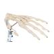 3B Scientific A40 Human Hand Skeleton Model, Wire Mounted