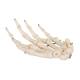 3B Scientific A40 Human Hand Skeleton Model, Wire Mounted