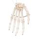 3B Scientific A40 Human Hand Skeleton Model, Wire Mounted