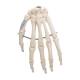 3B Scientific A40 Human Hand Skeleton Model, Wire Mounted
