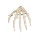 3B Scientific A40 Human Hand Skeleton Model, Wire Mounted