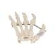 3B Scientific A40 Human Hand Skeleton Model, Wire Mounted