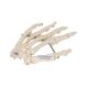 3B Scientific A40 Human Hand Skeleton Model, Wire Mounted