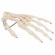 Hand Skeleton Wire Mounted - 3B Smart Anatomy