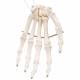 3B Scientific A40 Human Hand Skeleton Wire Mounted - 3B Smart Anatomy