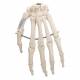 3B Scientific A40 Human Hand Skeleton Wire Mounted - 3B Smart Anatomy