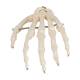 3B Scientific A40 Human Hand Skeleton Wire Mounted - 3B Smart Anatomy