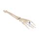 3B Scientific A41 Hand Skeleton With Portions of Ulna and Radius, Wire Mounted