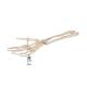 3B Scientific A41 Hand Skeleton With Portions of Ulna and Radius, Wire Mounted