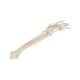3B Scientific A41 Hand Skeleton With Portions of Ulna and Radius, Wire Mounted